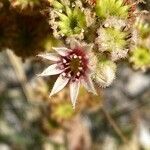 Sempervivum calcareum flower picture by Francois Mansour (cc-by-sa)