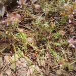 Coris monspeliensis habit picture by Hervé Goëau (cc-by-sa)