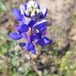 Lupinus bicolor flower picture by Morgan Clark (cc-by-sa)