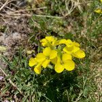 Erysimum duriaei habit picture by Fabien Anthelme (cc-by-sa)