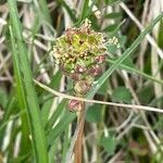 Sanguisorba minor flower picture by David Hocken (cc-by-sa)