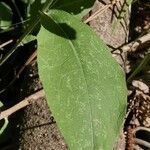 Centaurea nigrescens leaf picture by Tomaž Jančar (cc-by-sa)