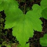 Tiarella trifoliata leaf picture by Ethan Greer (cc-by-sa)