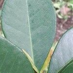 Psidium guineense leaf picture by visiones (cc-by-sa)