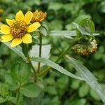 Bidens cernua habit picture by Yoan MARTIN (cc-by-sa)