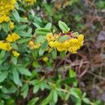 Berberis julianae flower picture by Martin Hána (cc-by-sa)