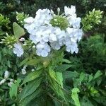 Phlox paniculata flower picture by olga martinez avila (cc-by-sa)