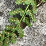 Asplenium fontanum fruit picture by claude lerat -gentet Mme (cc-by-sa)