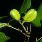 Rinorea deflexiflora fruit picture by Nelson Zamora Villalobos (cc-by-nc)