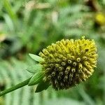 Rudbeckia laciniata fruit picture by Jani Zadrgal (cc-by-sa)