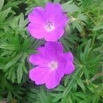 Geranium sanguineum flower picture by P Ods (cc-by-sa)