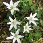 Ornithogalum baeticum flower picture by Diego Alex (cc-by-sa)