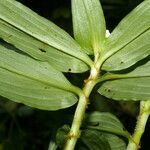 Tradescantia poelliae leaf picture by Nelson Zamora Villalobos (cc-by-nc)