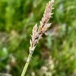 Carex diandra flower picture by F. Manzano (cc-by-sa)