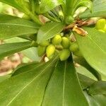 Daphne laureola fruit picture by Fero Looxi (cc-by-sa)