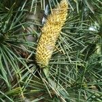 Cedrus deodara flower picture by Grigore Grigore (cc-by-sa)