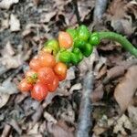 Arum maculatum fruit picture by Suse (cc-by-sa)