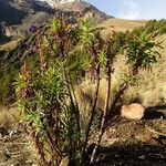 Penstemon gentianoides leaf picture by Fabien Anthelme (cc-by-sa)