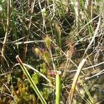 Drosera anglica leaf picture by Daniel Bourget (cc-by-sa)