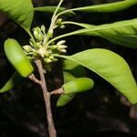 Sideroxylon stenospermum fruit picture by Nelson Zamora Villalobos (cc-by-nc)