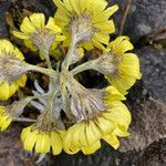 Senecio latiflorus flower picture by Fabien Anthelme (cc-by-sa)