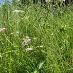 Pimpinella major habit picture by Francois Mansour (cc-by-sa)