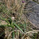 Oritrophium peruvianum habit picture by Fabien Anthelme (cc-by-sa)