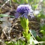 Globularia punctata habit picture by Michael Andresek (cc-by-sa)