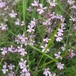 Saponaria ocymoides habit picture by Cristiansiles (cc-by-sa)