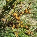 Juncus tenuis habit picture by Maryse M (cc-by-sa)