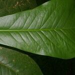 Clavija costaricana leaf picture by Nelson Zamora Villalobos (cc-by-nc)