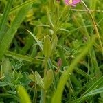 Centaurium pulchellum habit picture by Pierre LEON (cc-by-sa)