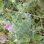 Vicia villosa leaf picture by Ton Reerink (cc-by-sa)