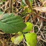 Rubus saxatilis leaf picture by K-J R (cc-by-sa)