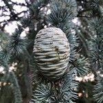 Cedrus atlantica fruit picture by normand falcon (cc-by-sa)