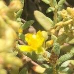 Helianthemum squamatum flower picture by Diego Alex (cc-by-sa)