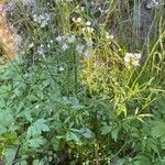 Cardamine flexuosa habit picture by Terje Norli (cc-by-sa)