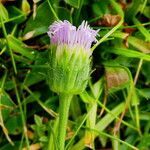 Erigeron glabratus flower picture by Llandrich anna (cc-by-sa)