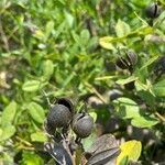 Baptisia nuttalliana fruit picture by McKaila Stafford (cc-by-sa)