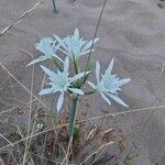 Pancratium maritimum flower picture by Bäumesindcool (cc-by-sa)