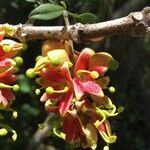 Lomatia ferruginea fruit picture by Daniel Barthelemy (cc-by-nc)