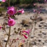 Penstemon parryi flower picture by Carol Fifer (cc-by-sa)