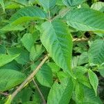 Rubus canadensis leaf picture by J Varner (cc-by-sa)