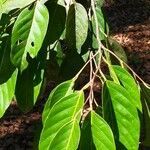 Calophyllum polyanthum leaf picture by Dieter Albrecht (cc-by-sa)