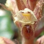 Orobanche hederae habit picture by Yoan MARTIN (cc-by-sa)