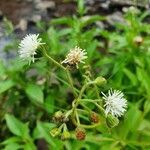 Adenostemma mauritianum flower picture by susan brown (cc-by-sa)