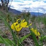 Erythronium grandiflorum flower picture by Kristine Kristine Crandall (cc-by-sa)