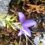 Campanula arvatica flower picture by Diego Alex (cc-by-sa)