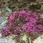 Saxifraga oppositifolia habit picture by Daniel Barthelemy (cc-by-nc)