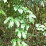 Gurania lobata habit picture by R. Tournebize (cc-by-sa)